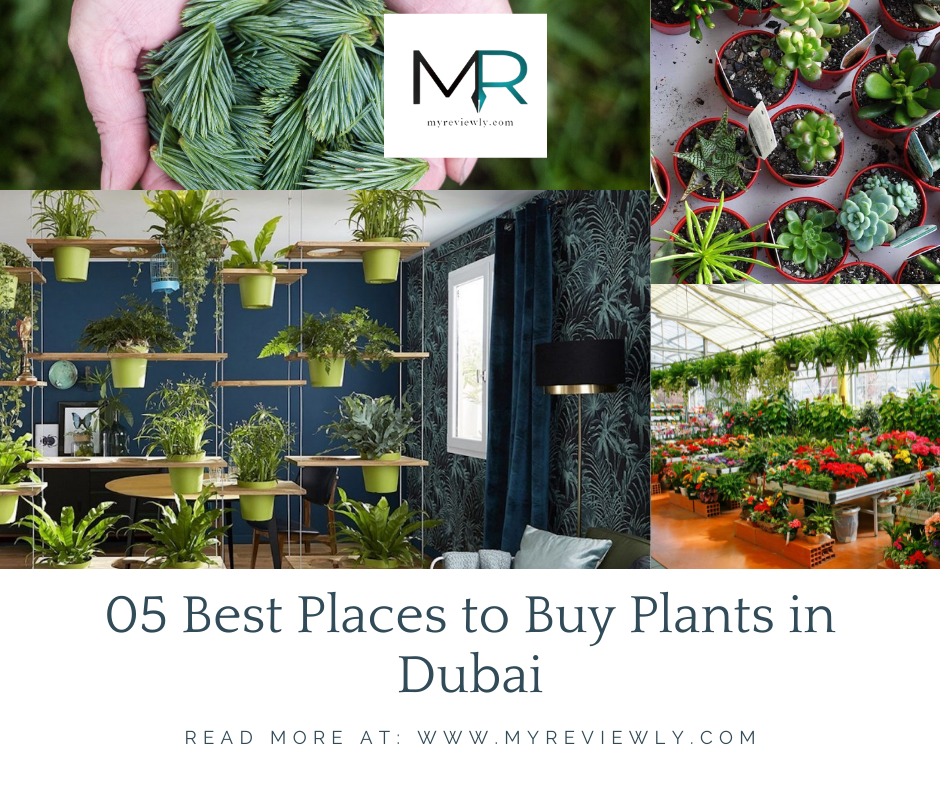 05 Best Places to Buy Plants in Dubai